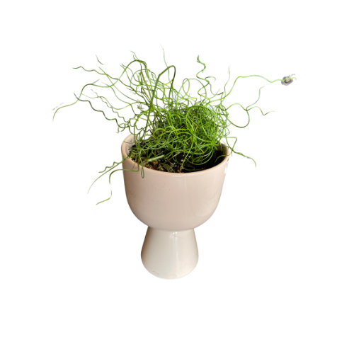 Hourglass Vase With Spiral Plant