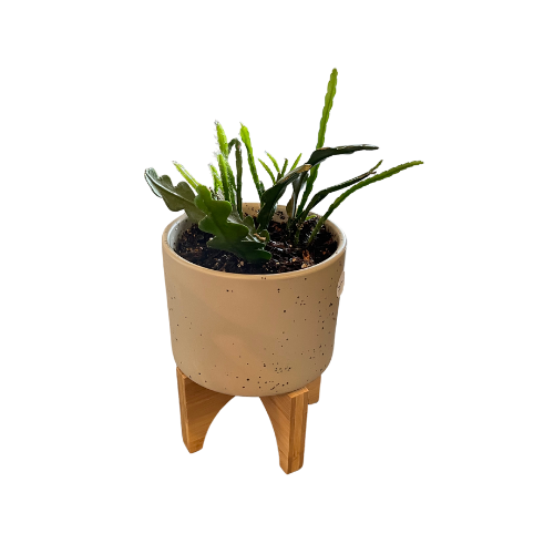 Ceramic Planter on Wood Stand