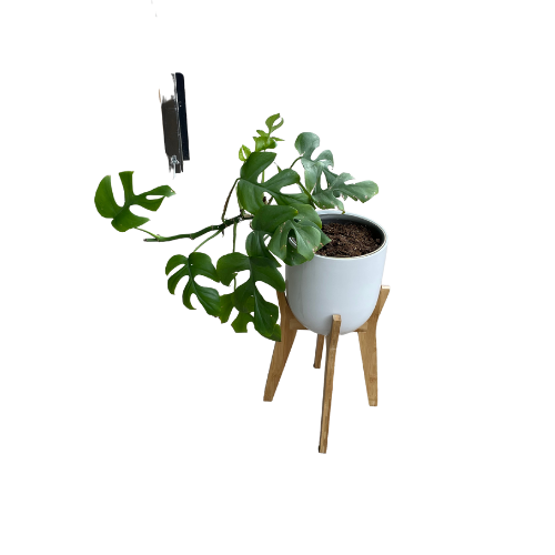 Potted Monstera on Plant Stand