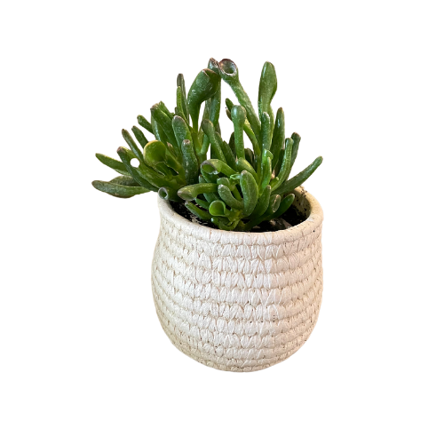 Ceramic Basket Planter with Shrek Ears