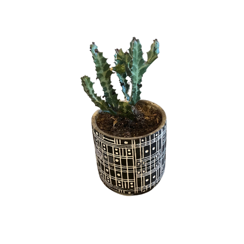 Black + White Dot Planter With Cactus