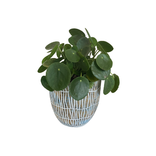 Tan Textured Planter with Chinese Money Tree