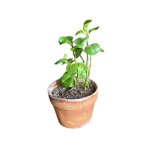 terra cotta distressed pot w/plant