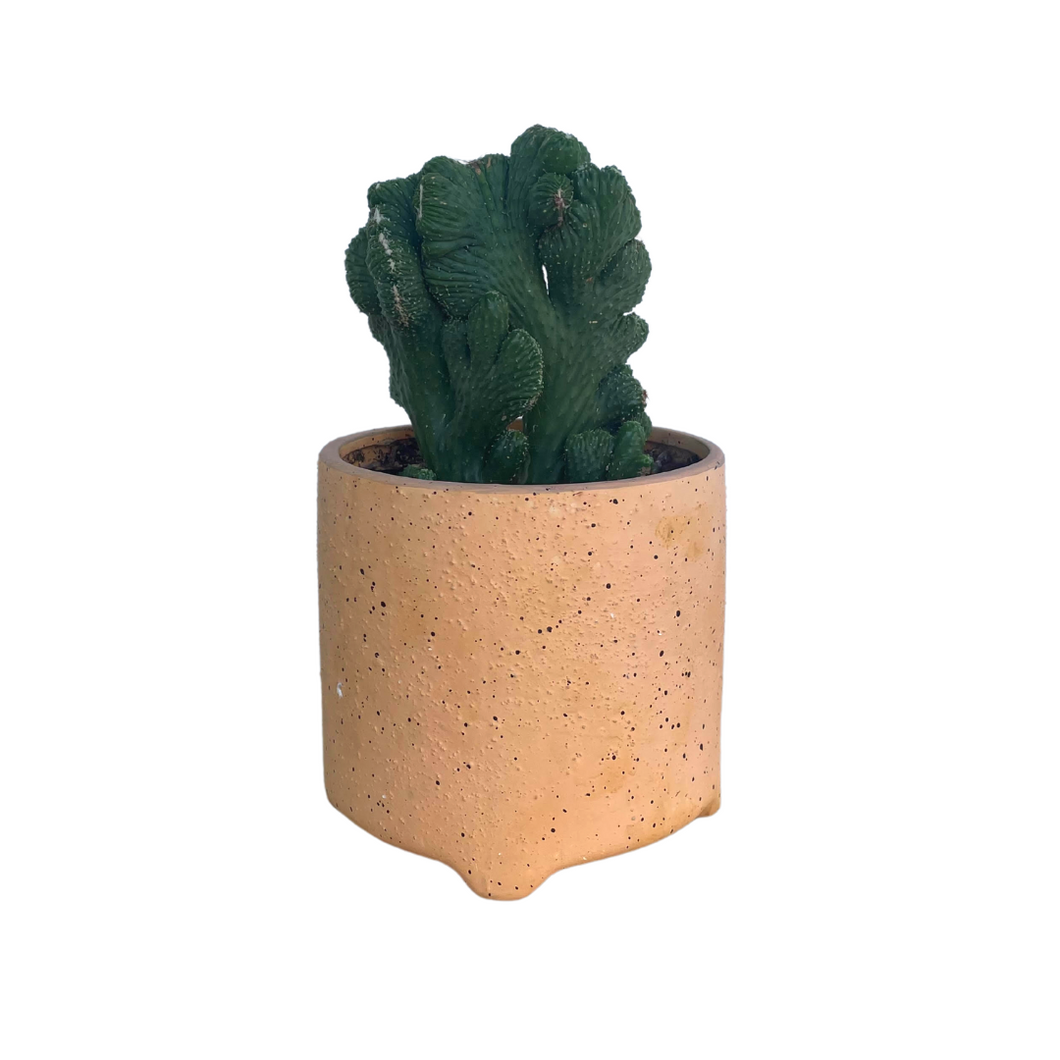 Orange speckled potted cactus