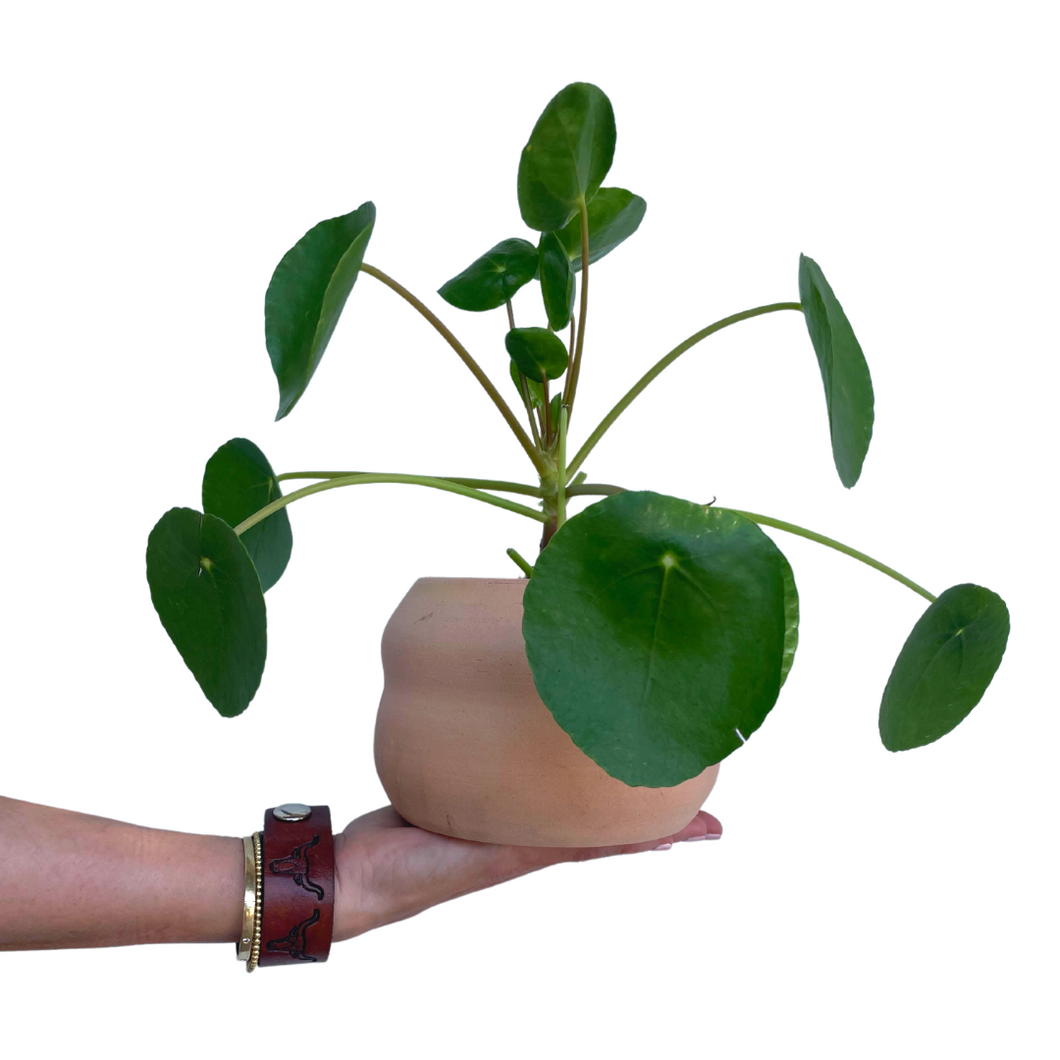 Chinese money tree in handmade ceramic “wobble” pot planter (terracotta)