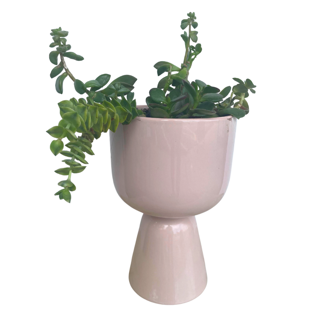 Pink hourglass planter with plant